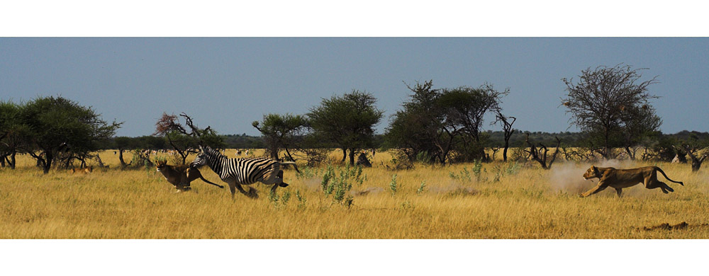 Auf Zebrajagd...