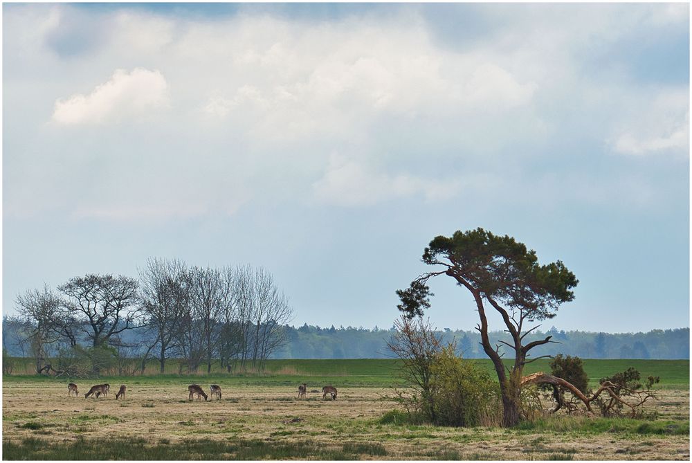 Auf Zingst