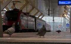 Auf Zugvögel wird vielleicht auch gewartet