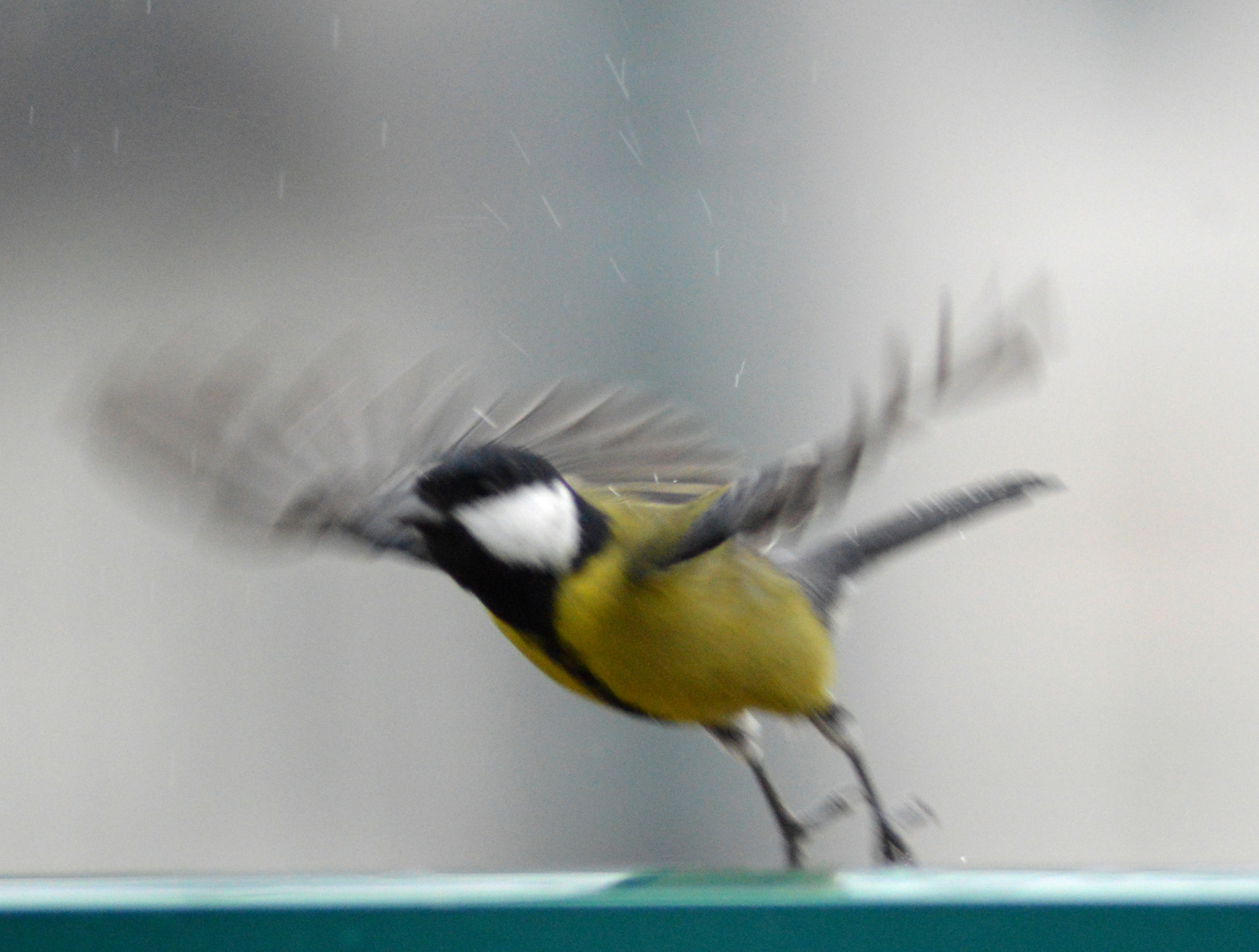 ... auf zum Futterhaus und weg mit den Regentropfen ... / take off