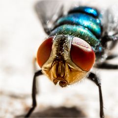 Fliegen und Mücken