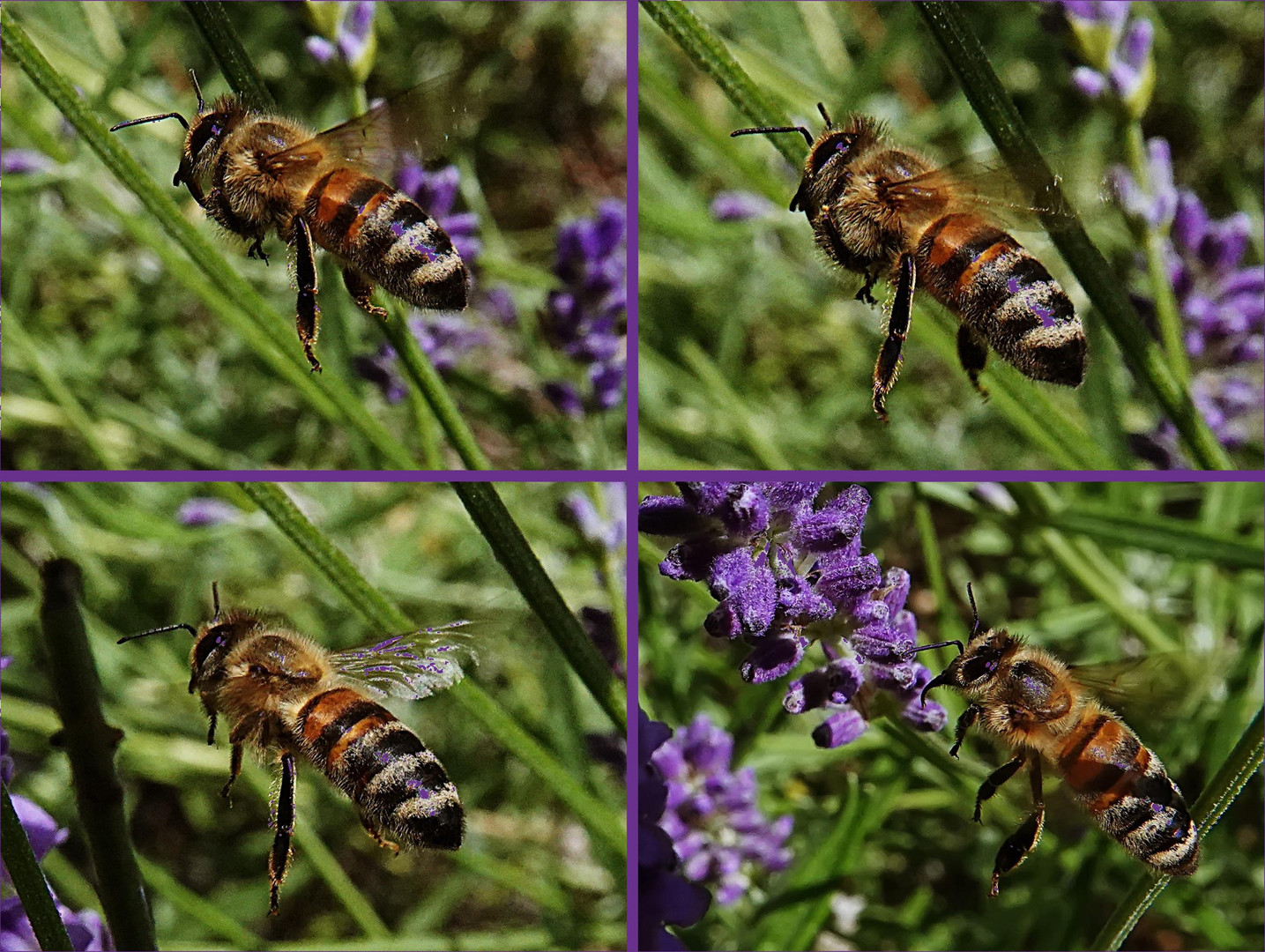 auf zum Lavendel