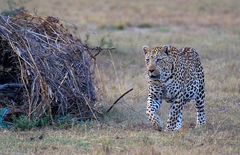 auf zum Leopardentreffen