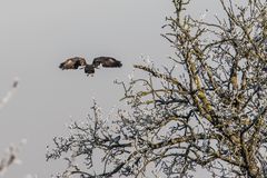 auf zum nächsten baum