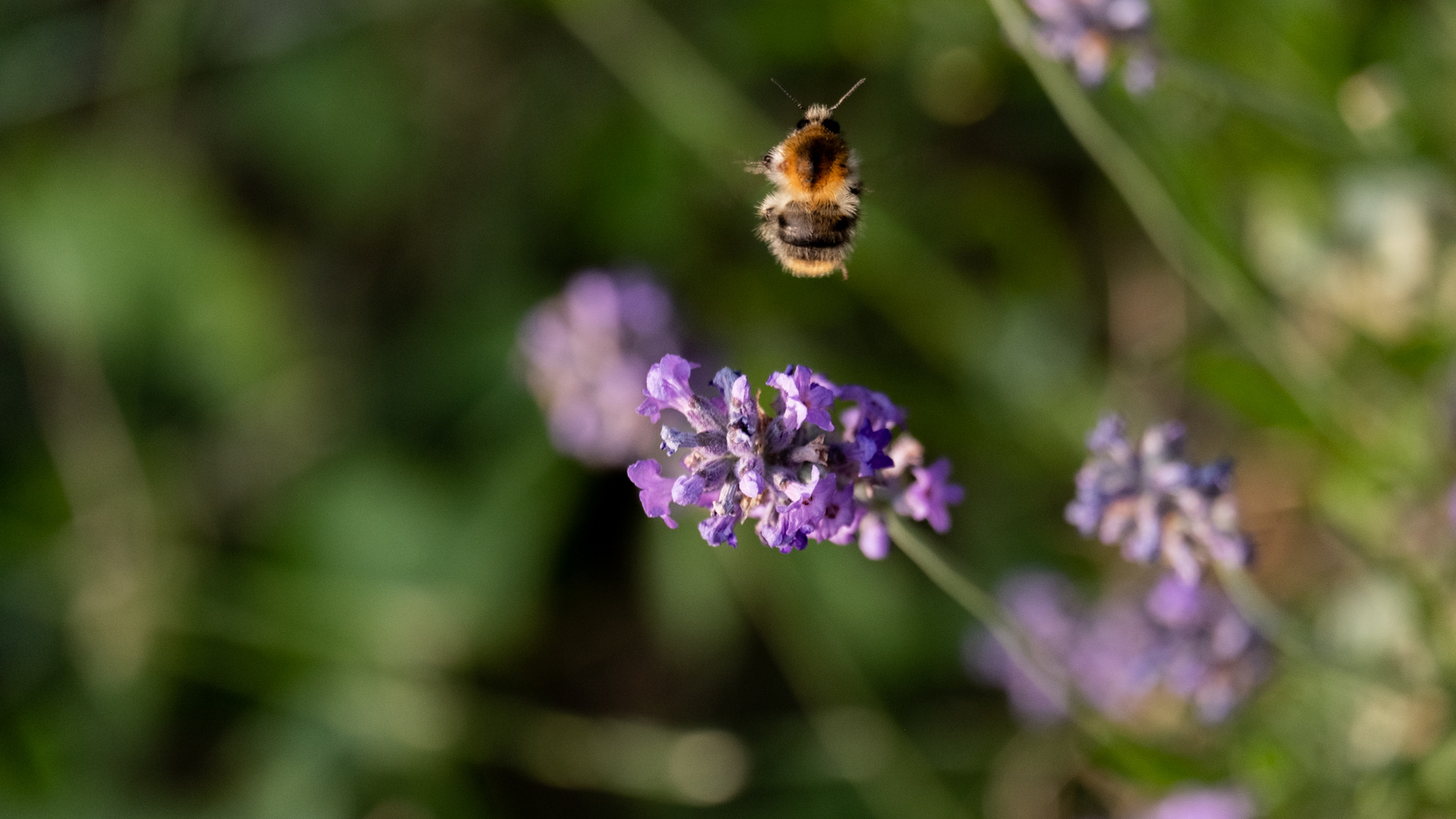 Auf zum nächsten Lavendel