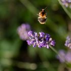 Auf zum nächsten Lavendel