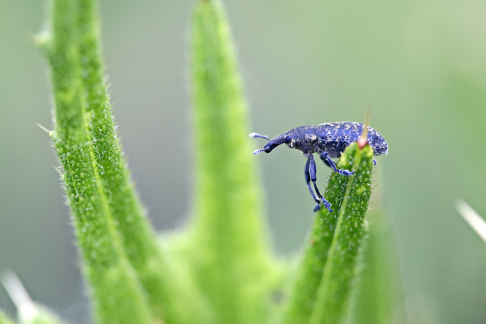 Auf zum nächsten, Rüsselkäfer (Curculionidae)