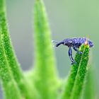 Auf zum nächsten, Rüsselkäfer (Curculionidae)