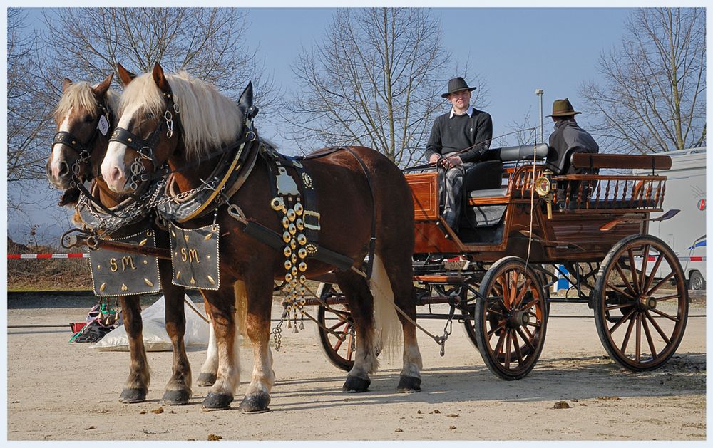 auf zum Pferdemarkt