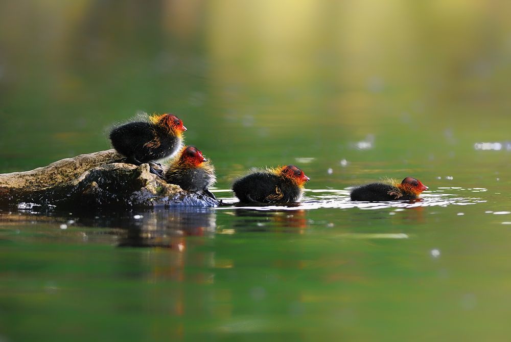 Auf zum Schwimmen...