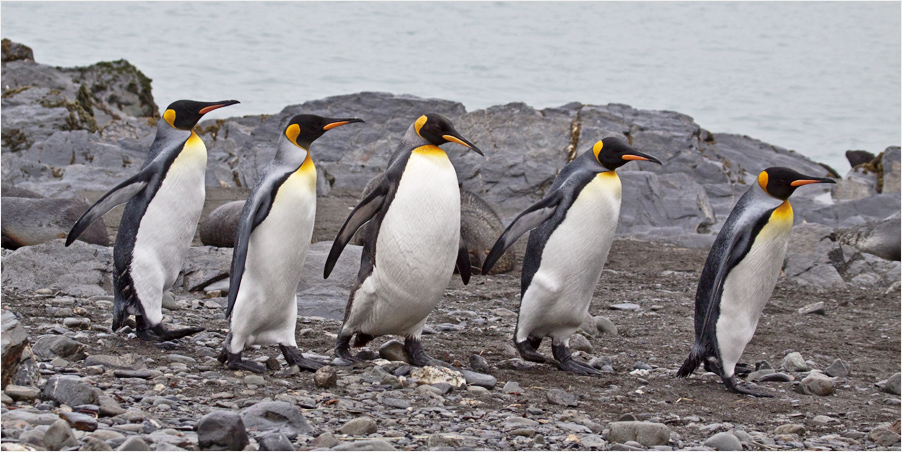 Auf zum Sylvesterball Foto & Bild antarctica, subantarctic