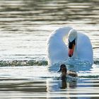 Auf zur Entenjagd