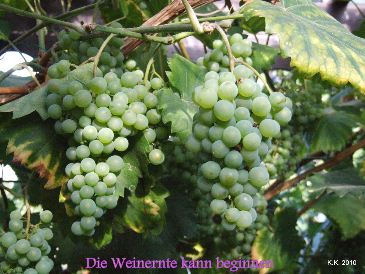 Auf zur fröhlichen Weinlese !