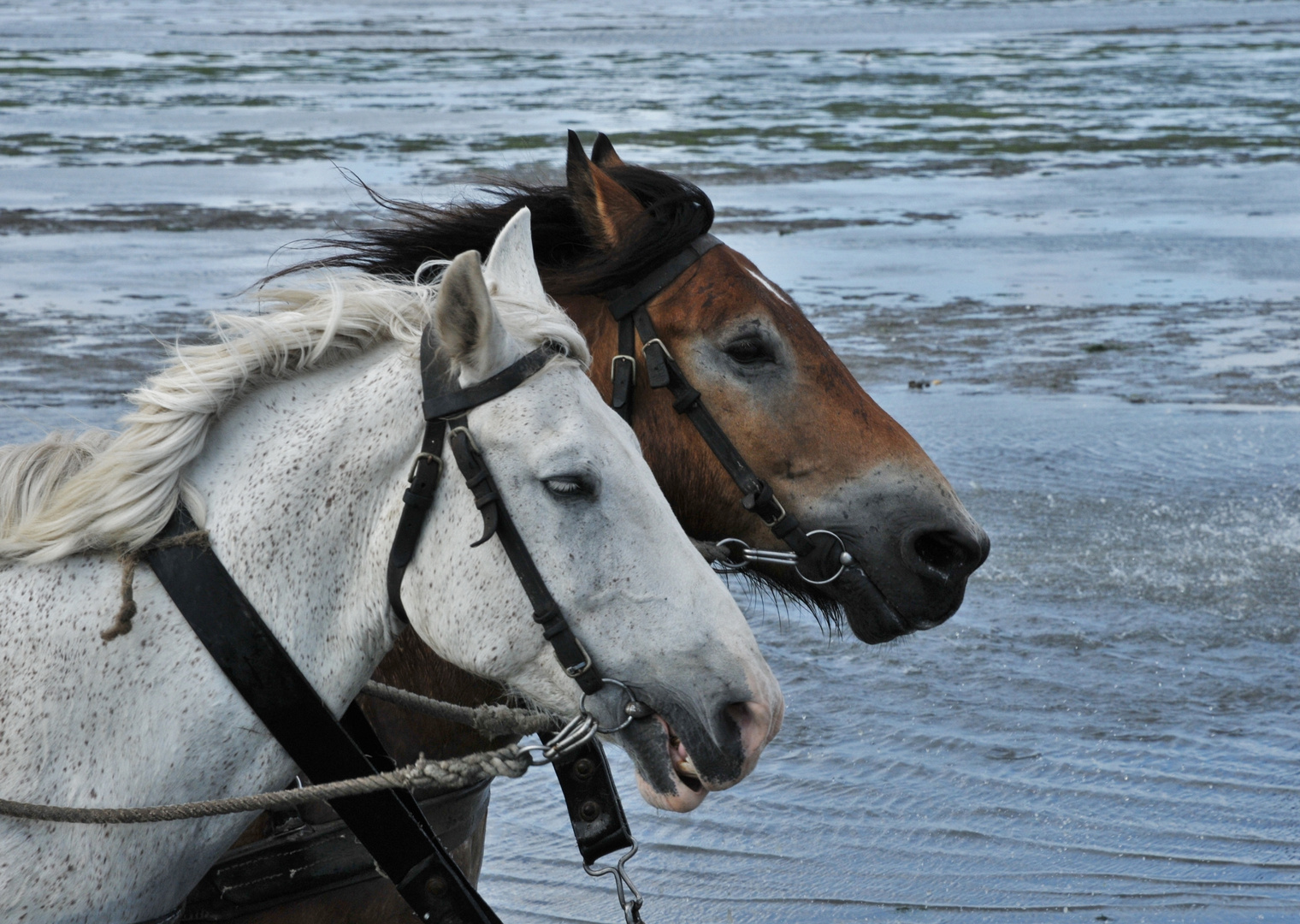 Auf zur Insel Neuwerk(Nordsee)