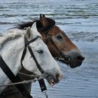 Auf zur Insel Neuwerk(Nordsee)