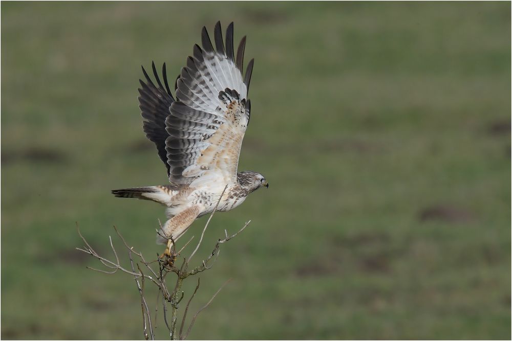 Auf zur Jagd