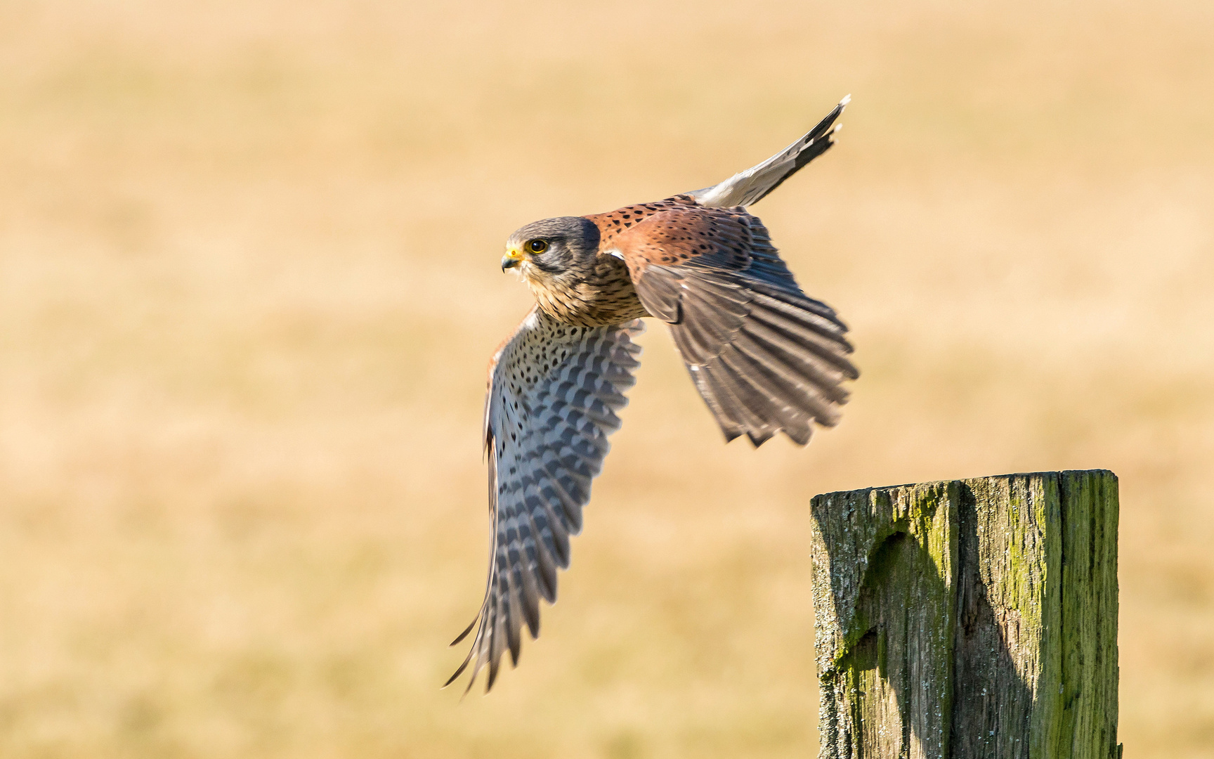 Auf zur Jagd