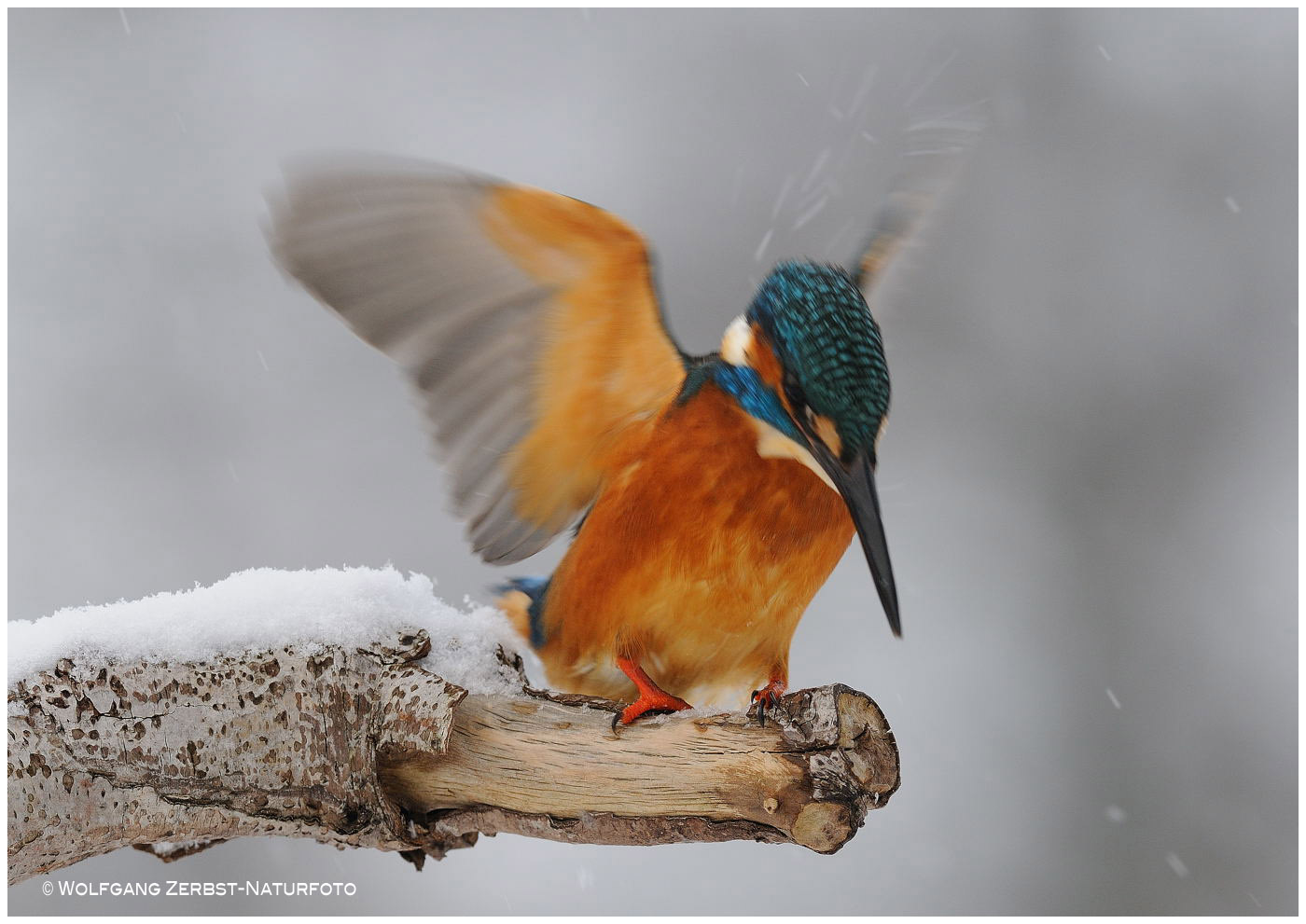 --- Auf zur Jagd, und wenn das Wetter noch so schlecht ist, Schneetreiben ---