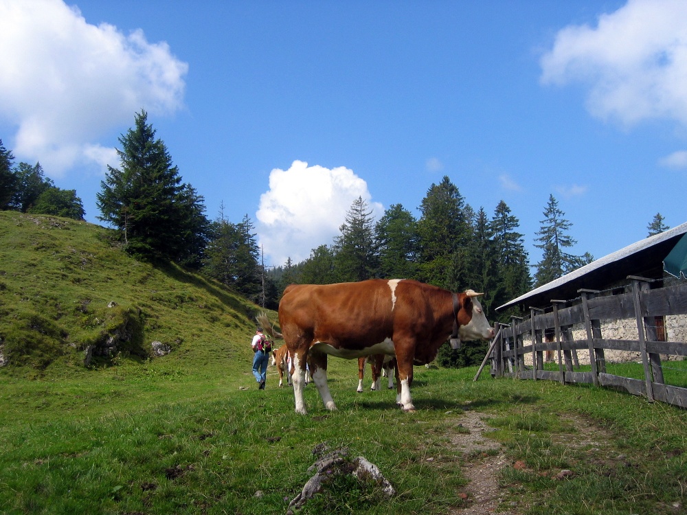 Auf zur Königsalm I