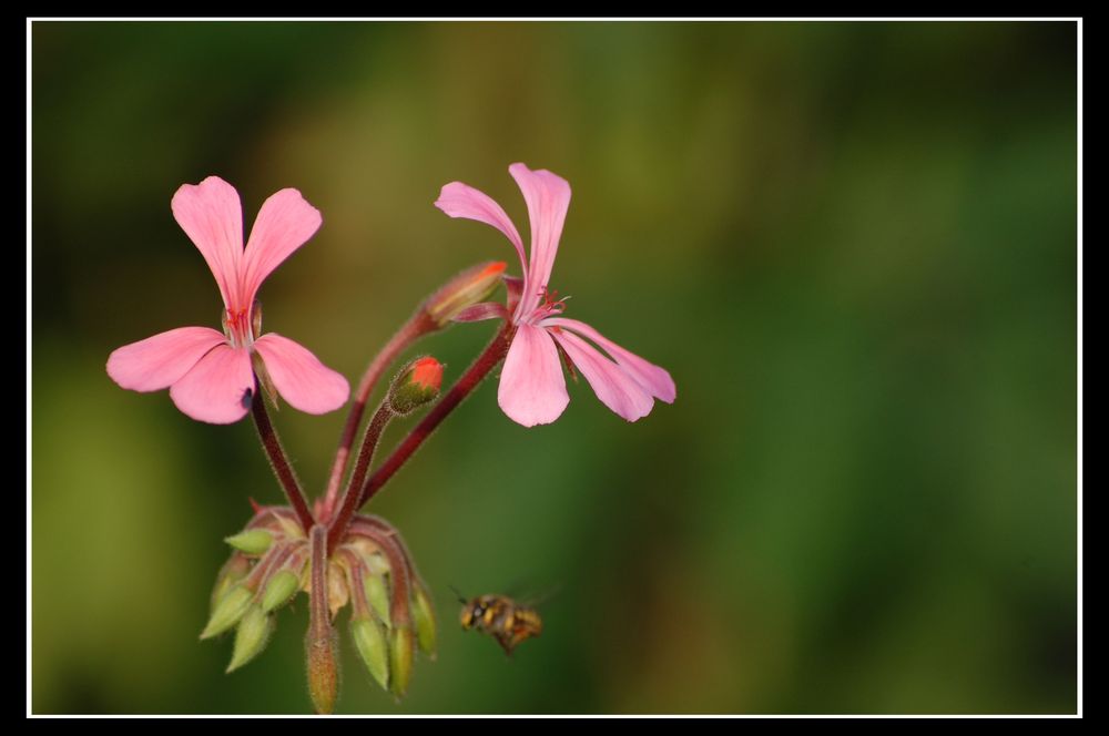 Auf zur nächsten Blüte 01