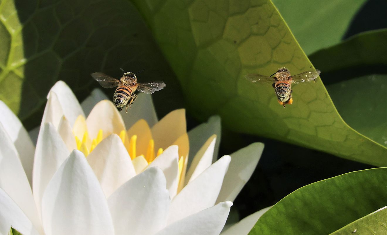 Auf zur nächsten Blüte