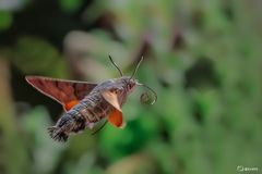 Auf zur nächsten Blüte