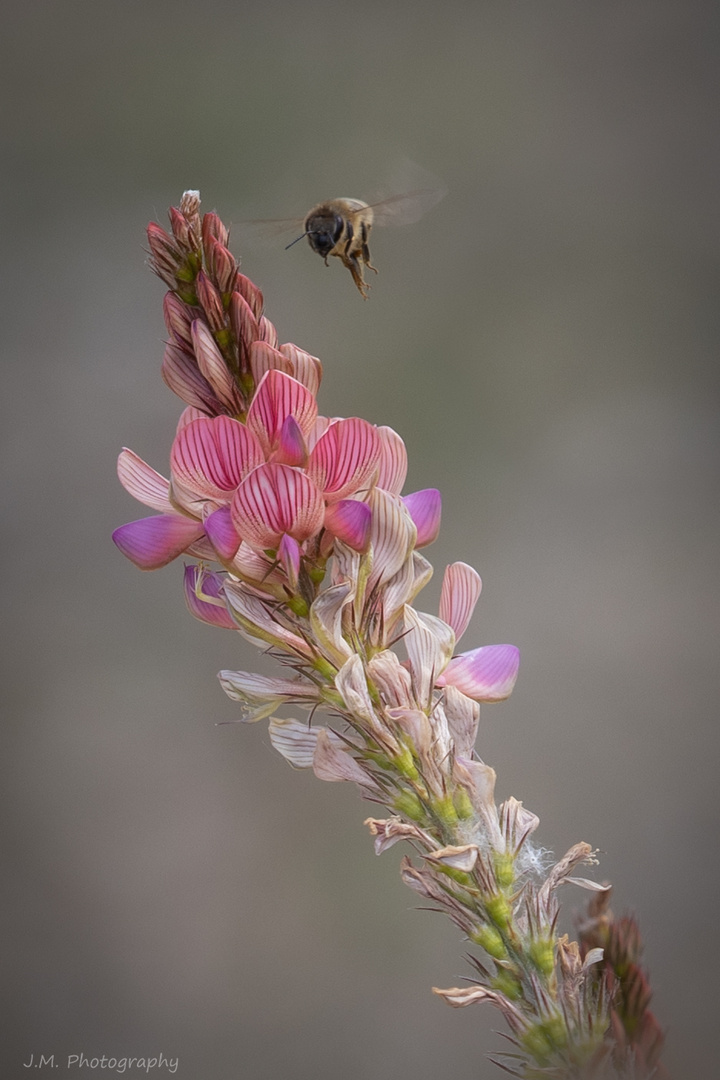 Auf zur nächsten Blüte...