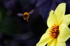 Auf zur nächsten Blüte