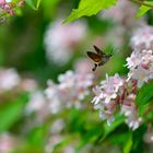 Auf zur nächsten Blüte.