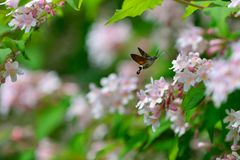 Auf zur nächsten Blüte.