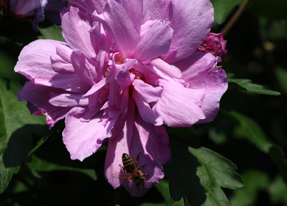 Auf zur nächsten Blüte