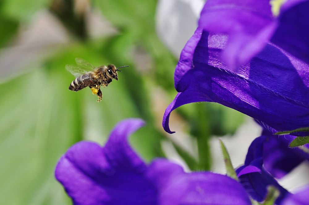 auf zur nächsten Blüte