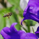 auf zur nächsten Blüte