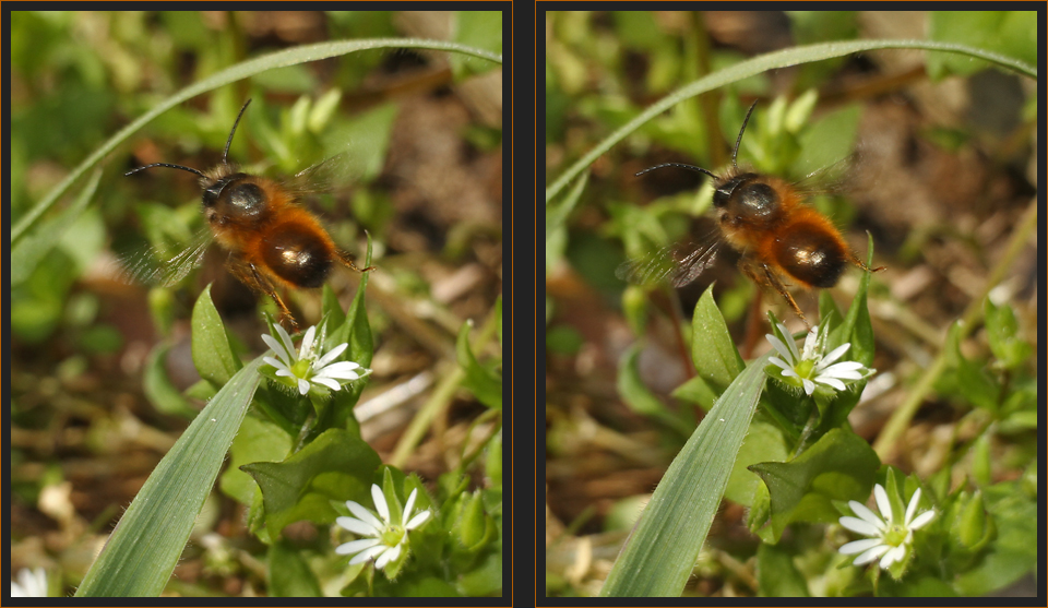 Auf zur nächsten Blüte [3D]