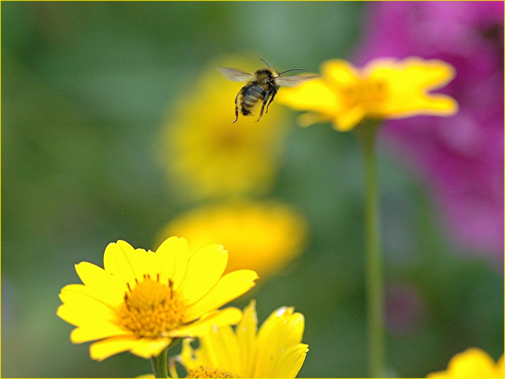 Auf zur nächsten Blüte