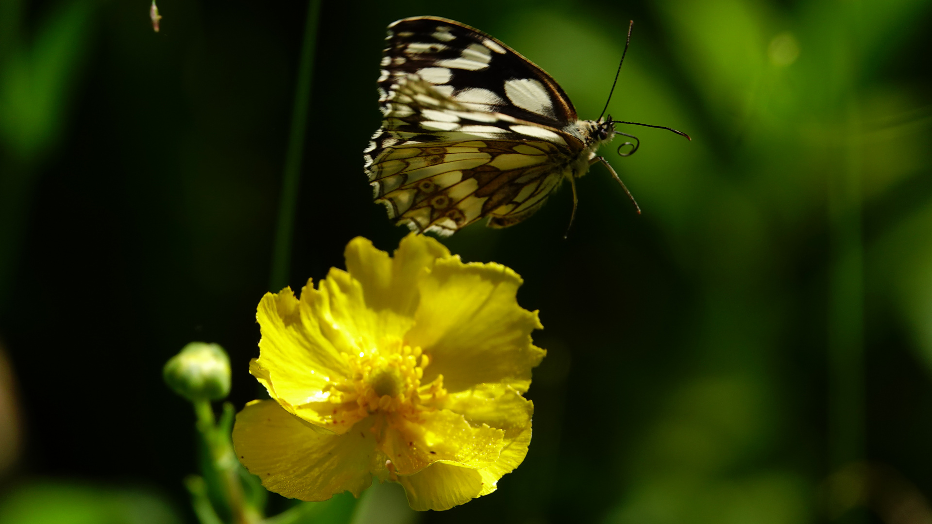 Auf zur nächsten Blüte