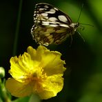 Auf zur nächsten Blüte