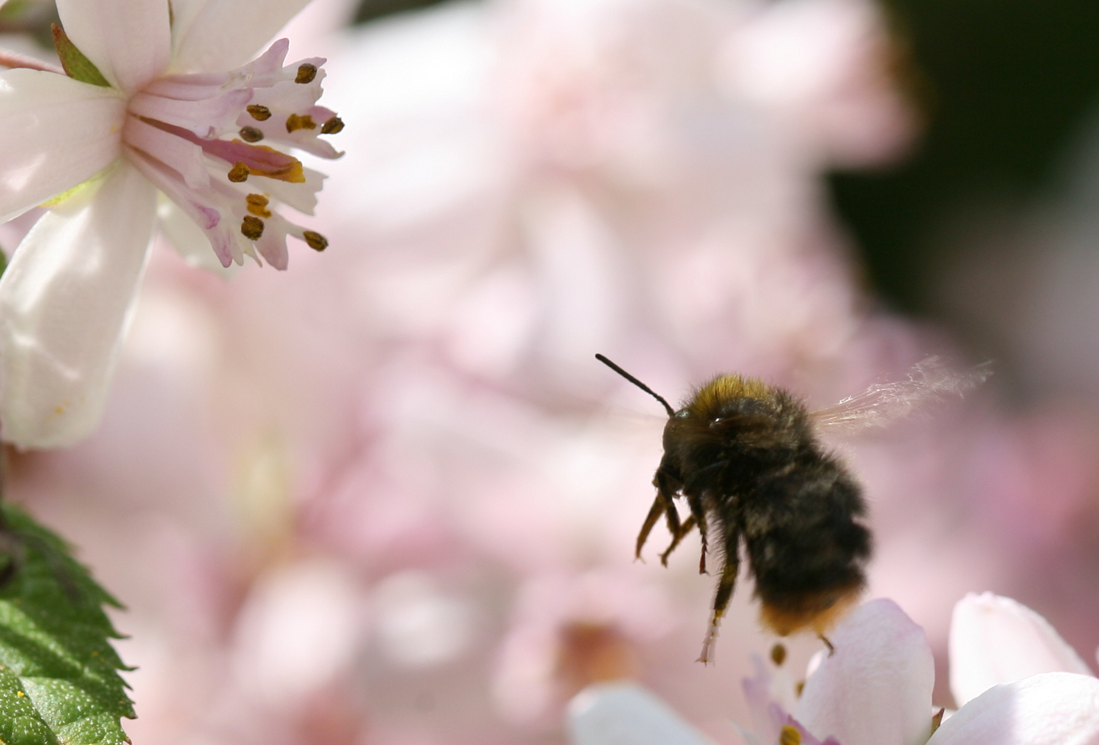 Auf zur nächsten Blüte!