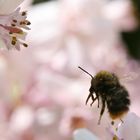 Auf zur nächsten Blüte!