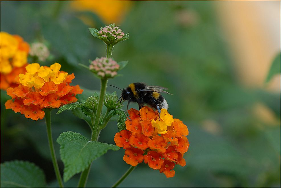 ... auf zur nächsten Blüte ...