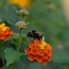 ... auf zur nächsten Blüte ...