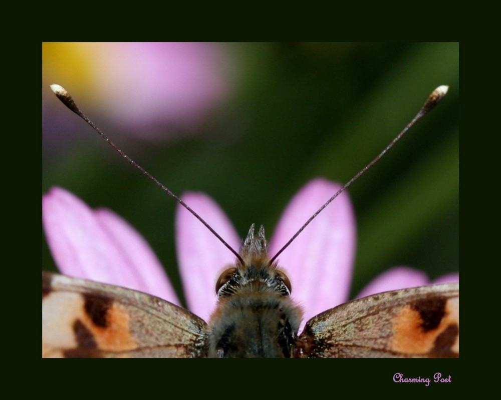 Auf zur nächsten Blüte