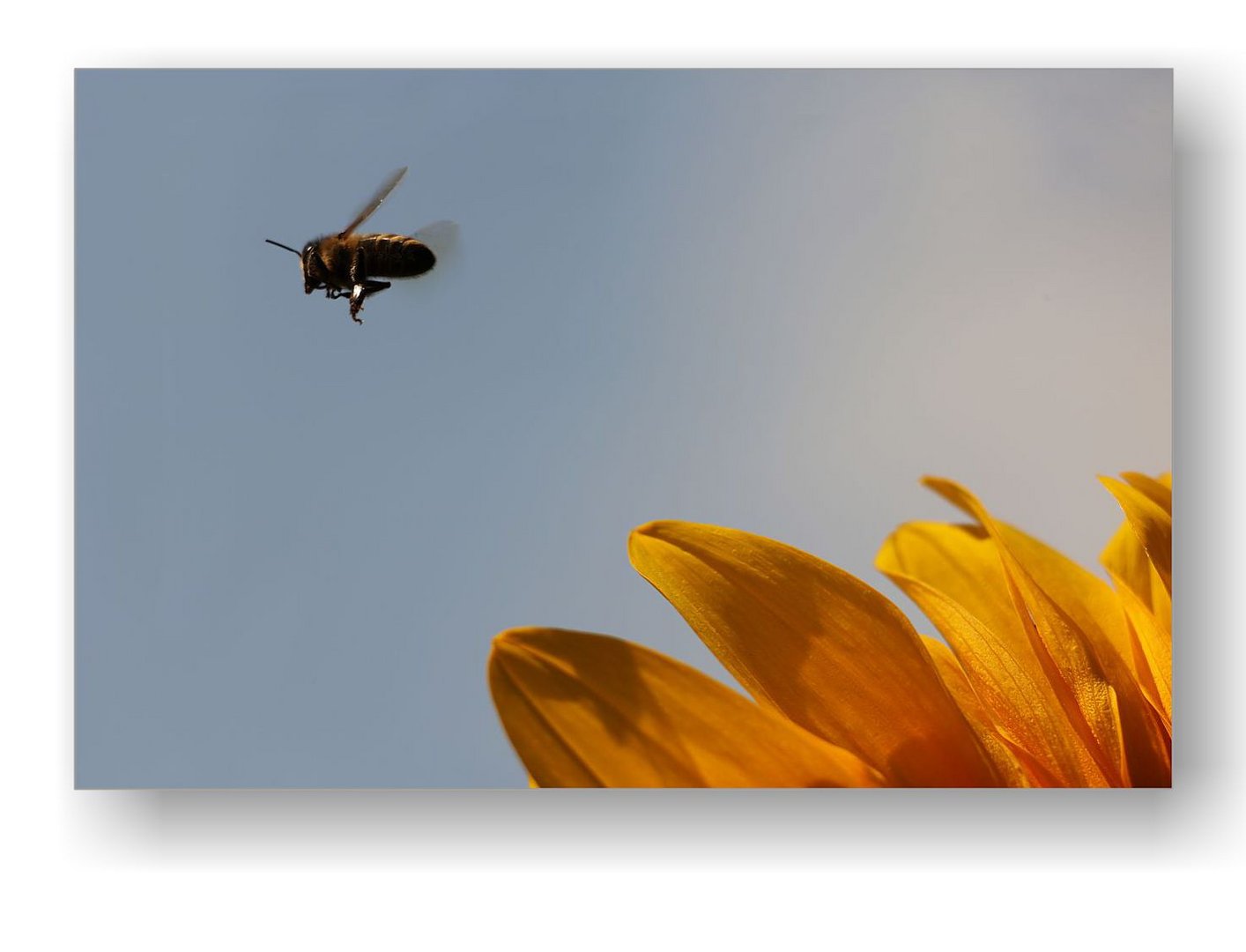 Auf zur nächsten Blüte