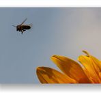 Auf zur nächsten Blüte