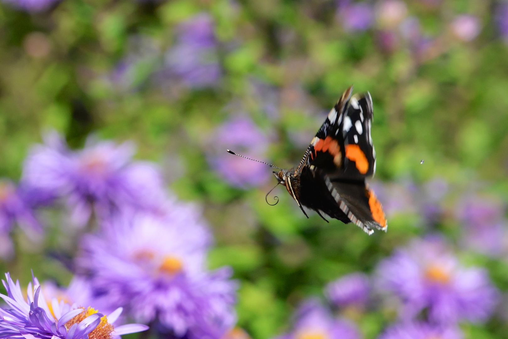 Auf zur nächsten Blüte