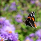 Auf zur nächsten Blüte