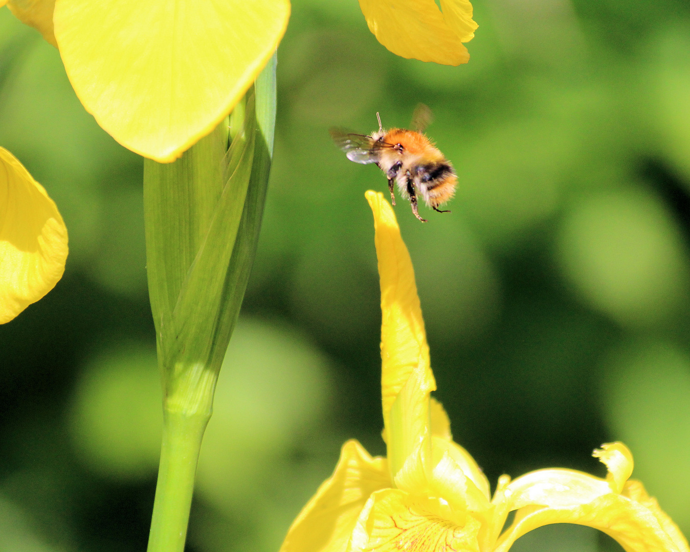 Auf zur nächsten Blüte ...