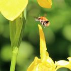 Auf zur nächsten Blüte ...