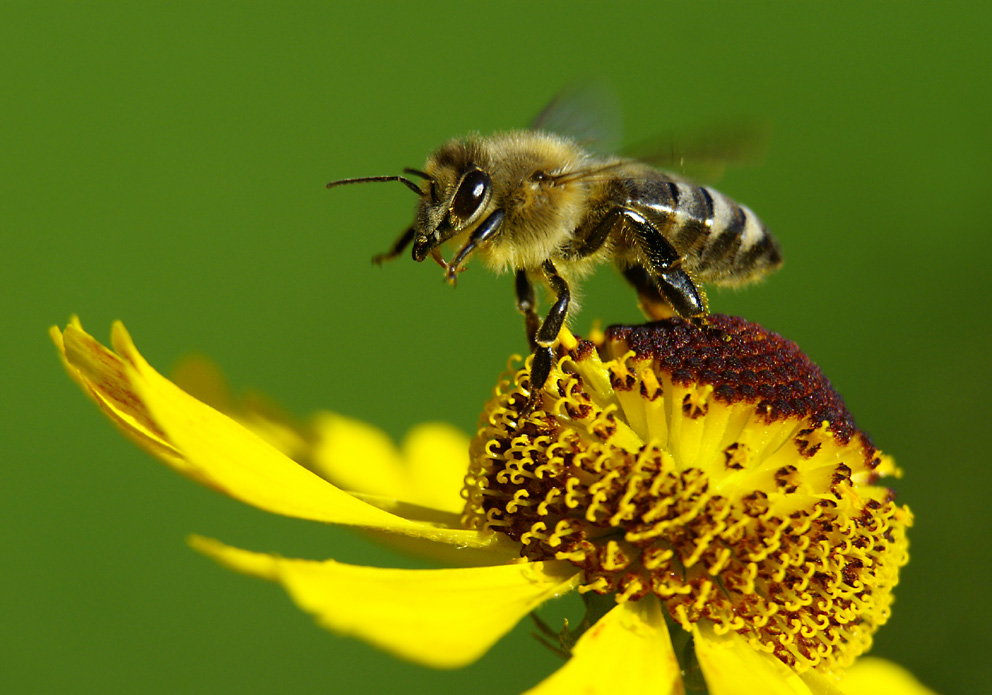 Auf zur nächsten Blüte