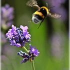 Auf zur nächsten Blüte